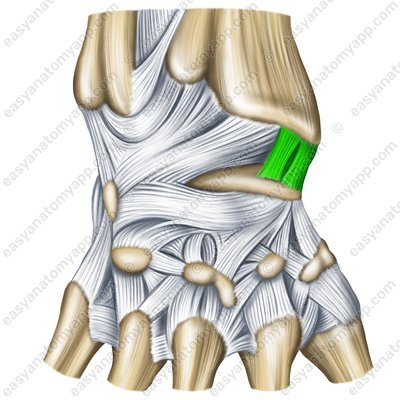 Radial collateral ligament of the wrist joint – back surface (lig. collaterale carpi radiale)